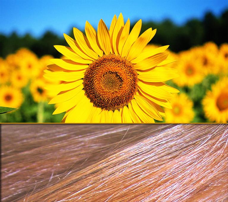 Heliogenol