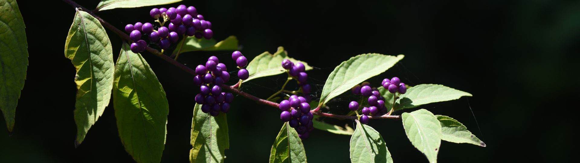 Beautyberry - a superfruit with vibrant colours for playful beauty