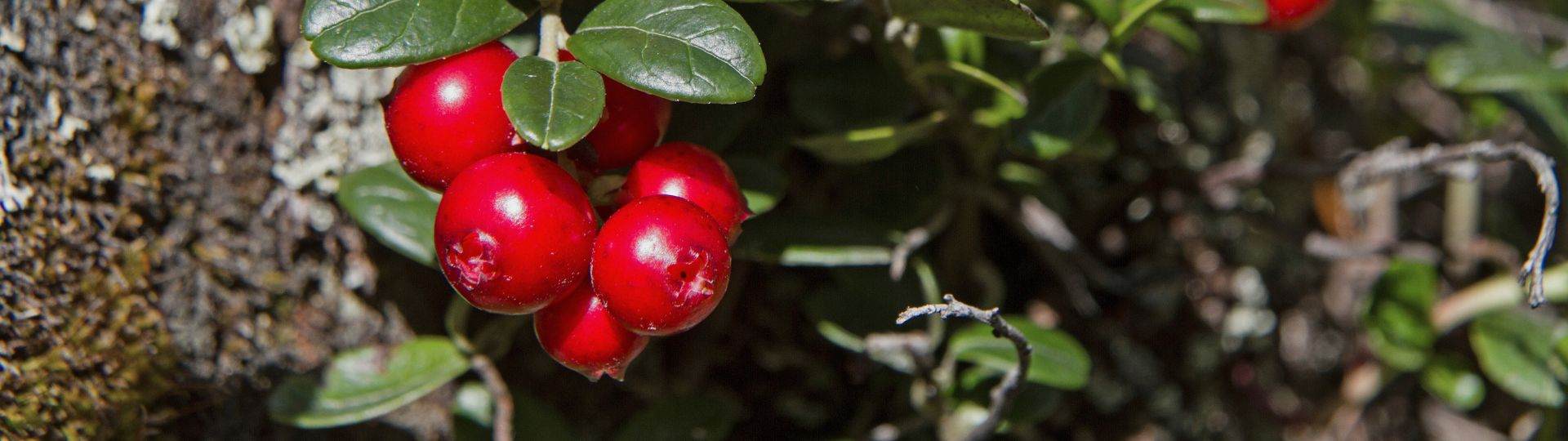 Cranberry - the adaptogen superfruit for enhanced beauty