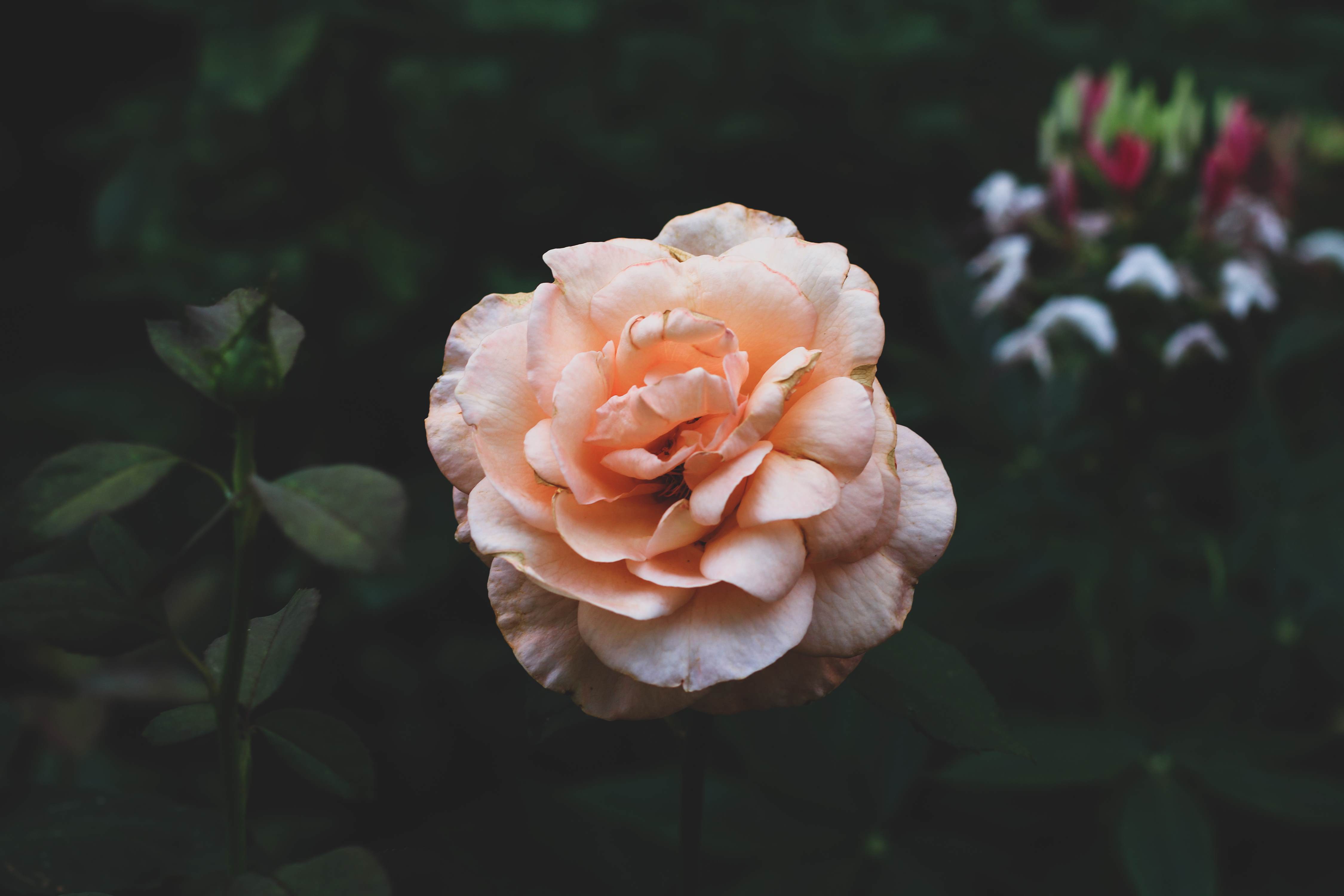 Peach coloured rose.