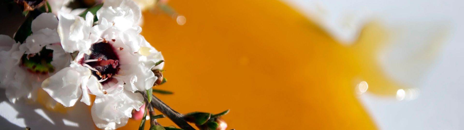 Close up on a saffron flower with yellow liquid in the background