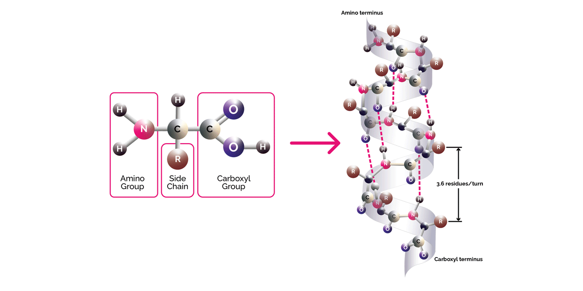 A diagram of an amino acid, which forms the building blocks of hair, next to it is a diagram of a protein made up of amino acids which are joined together to form of an alpha helix.