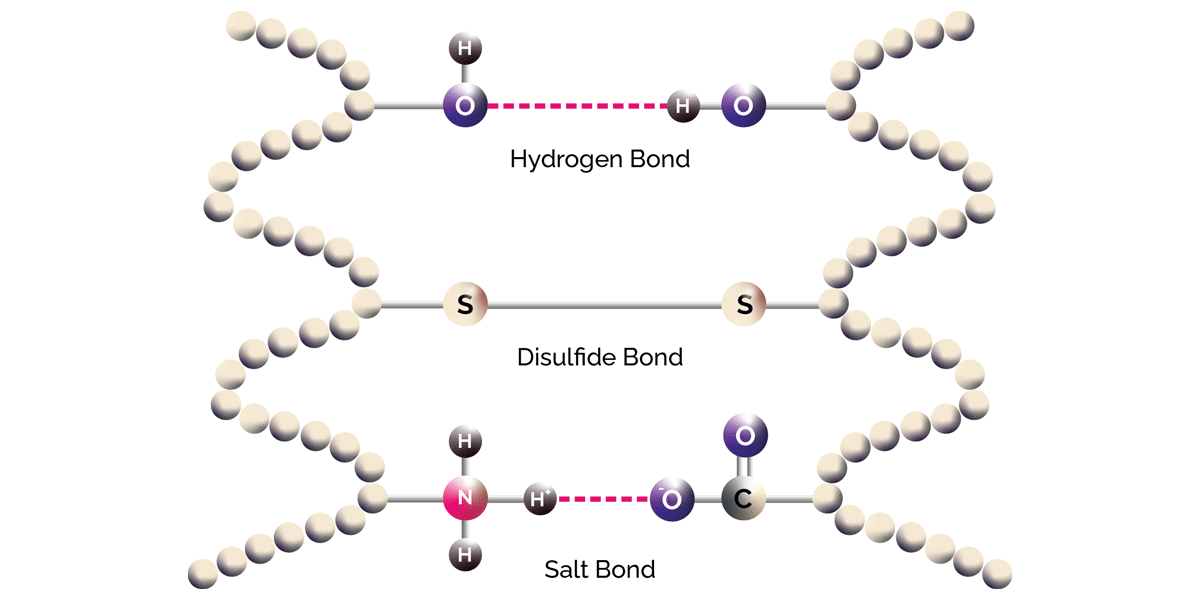 A diagram of an amino acid, which forms the building blocks of hair, next to it is a diagram of a protein made up of amino acids which are joined together to form of an alpha helix.