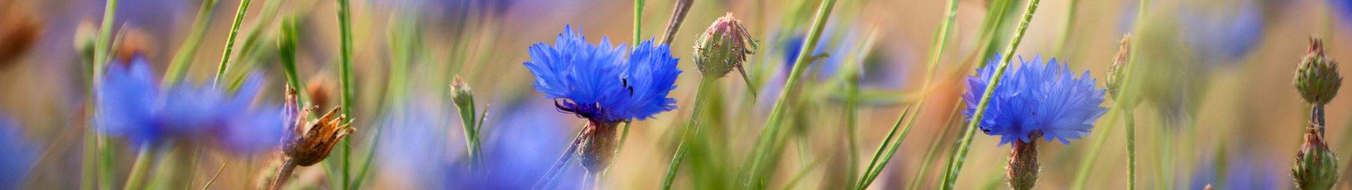 Bucolic world with Heliami Corn Flower EC