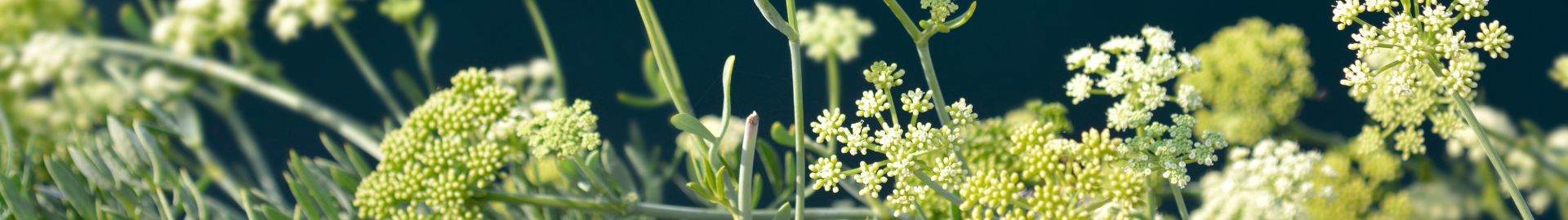 The emotions of extremophile plants with Heliami sea fennel EC