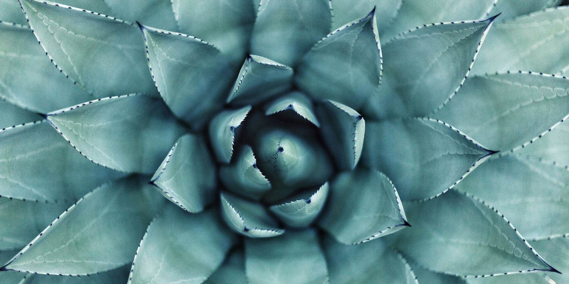 blue agave plant