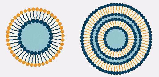 Diagram of examples of vesicular encapsulation. On the left we have a one layer encapsulation and on the right a bilayer encapsulation.