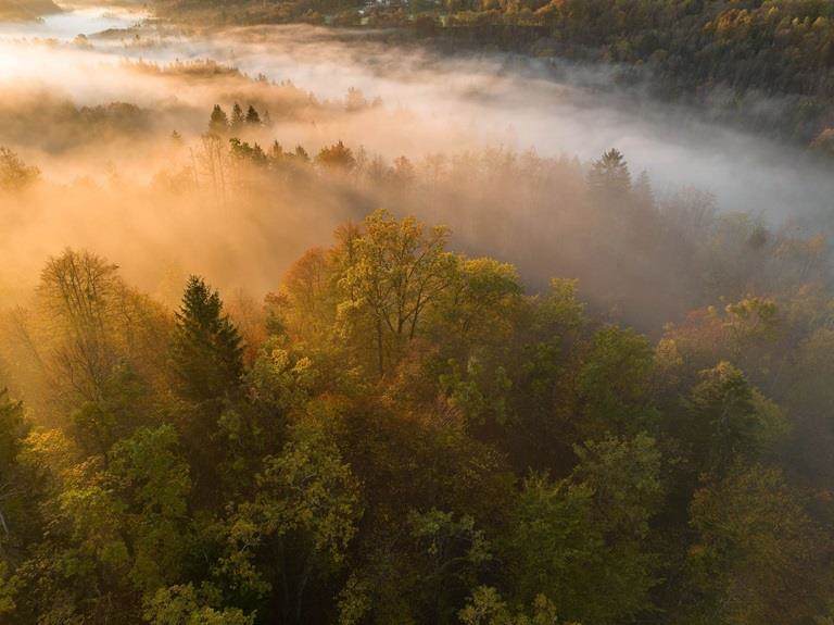 Forest with foggy mist overlaid