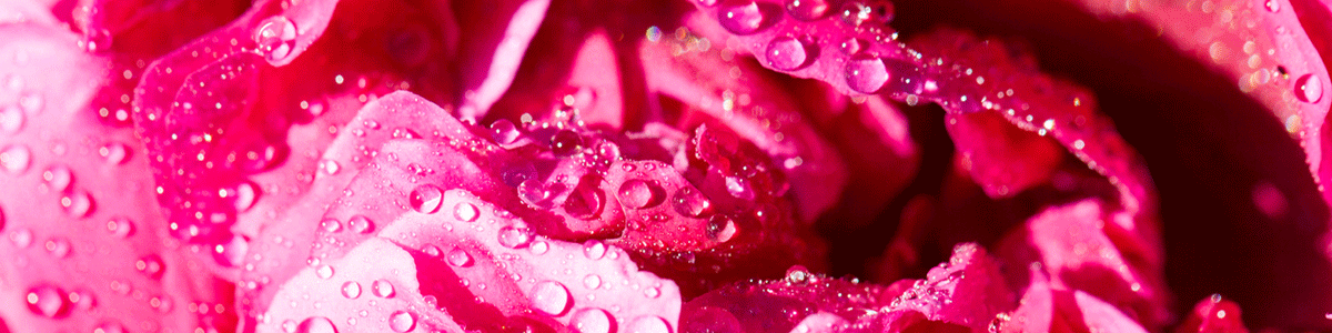 Close up on a rose