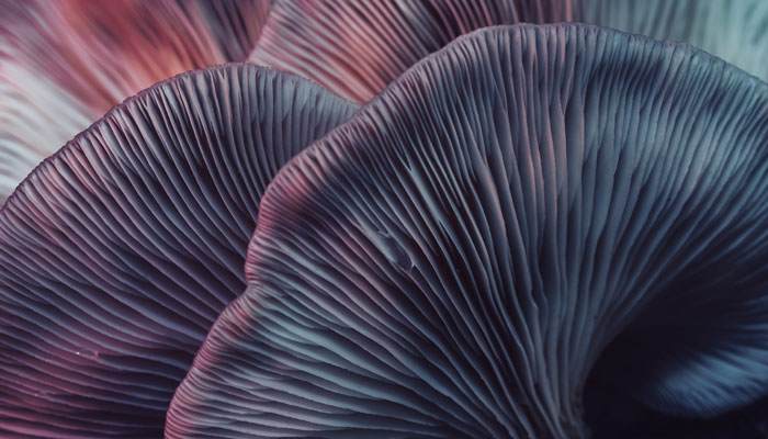 Cropped image showing the gills of mushrooms